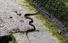 Hebius sarawacensis