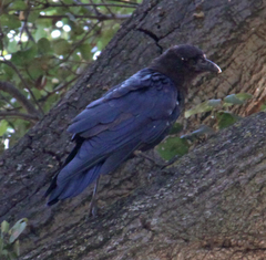 Corvus brachyrhynchos