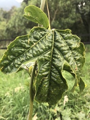 Passiflora edulis