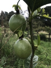 Passiflora edulis
