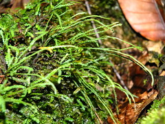 Cochlidium serrulatum