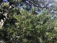 Pinus cembroides bicolor
