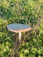 Volvopluteus gloiocephalus