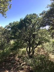 Pinus cembroides bicolor