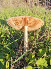 Volvopluteus gloiocephalus