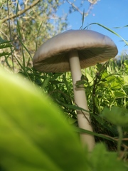 Volvopluteus gloiocephalus