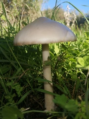 Volvopluteus gloiocephalus