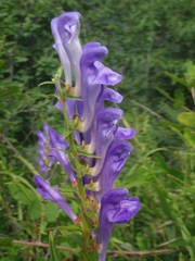 Scutellaria baicalensis