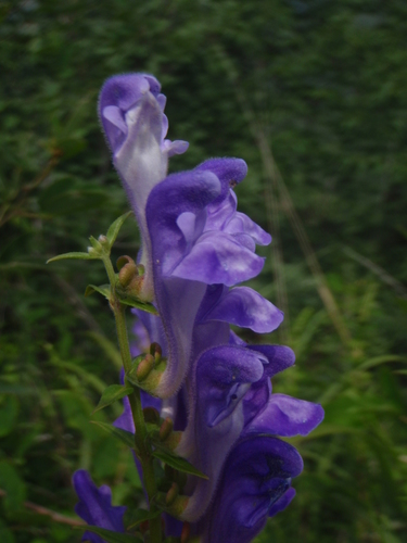 Baikal skullcap (Scutellaria baicalensis)