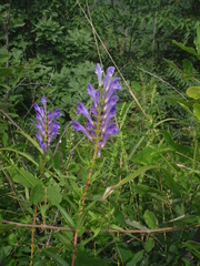 Scutellaria baicalensis