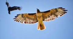 Corvus brachyrhynchos