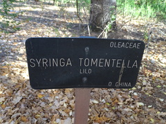 Syringa tomentella