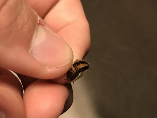German Cockroach photo 6
