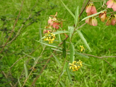 Heteropterys glabra