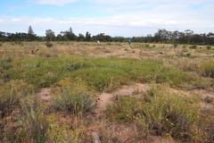 Aspalathus retroflexa retroflexa