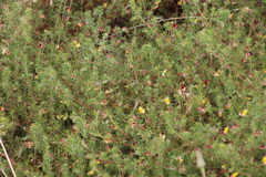 Aspalathus retroflexa retroflexa