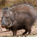 Chacoan Peccary - Photo (c) Guillermo Menéndez, some rights reserved (CC BY-NC), uploaded by Guillermo Menéndez