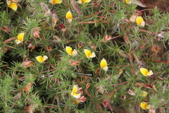 Aspalathus retroflexa retroflexa