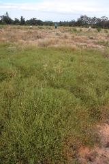 Aspalathus retroflexa retroflexa