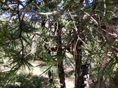 Pinus cembroides bicolor
