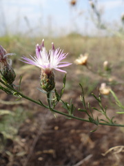 Centaurea konkae
