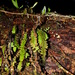 Smooth Dancing Fern - Photo (c) Sébastien SANT, some rights reserved (CC BY-NC), uploaded by Sébastien SANT