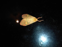 Ammatho cuneonotatus