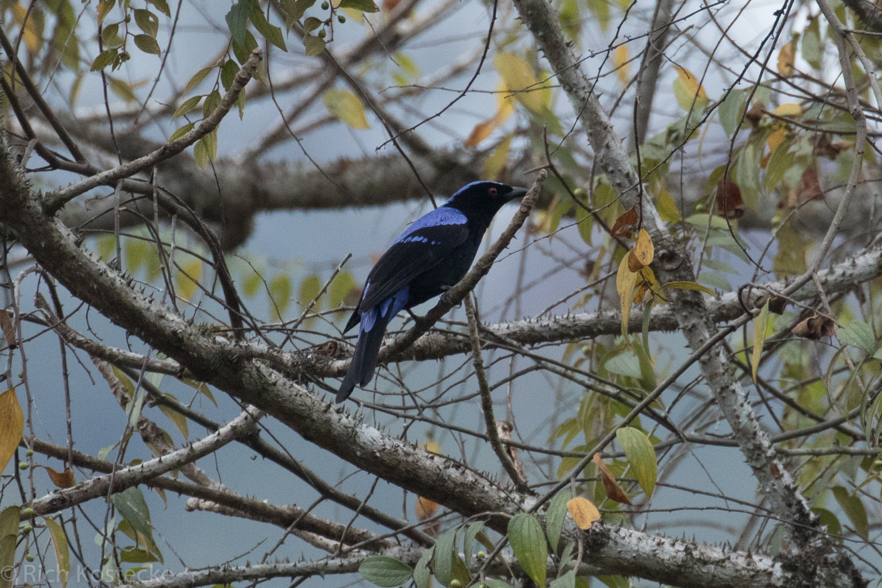 Asian Fairy-bluebird