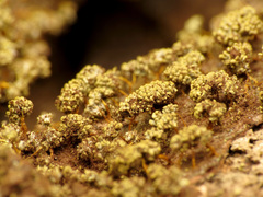 Physarum polycephalum