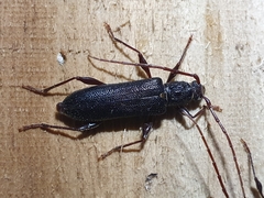 Callidiopis scutellaris