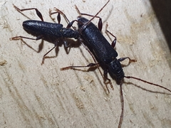 Callidiopis scutellaris