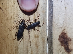 Callidiopis scutellaris