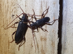 Callidiopis scutellaris