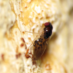 Mycodrosophila claytonae