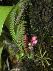 Lellingeria suspensa