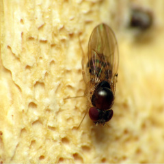 Mycodrosophila claytonae