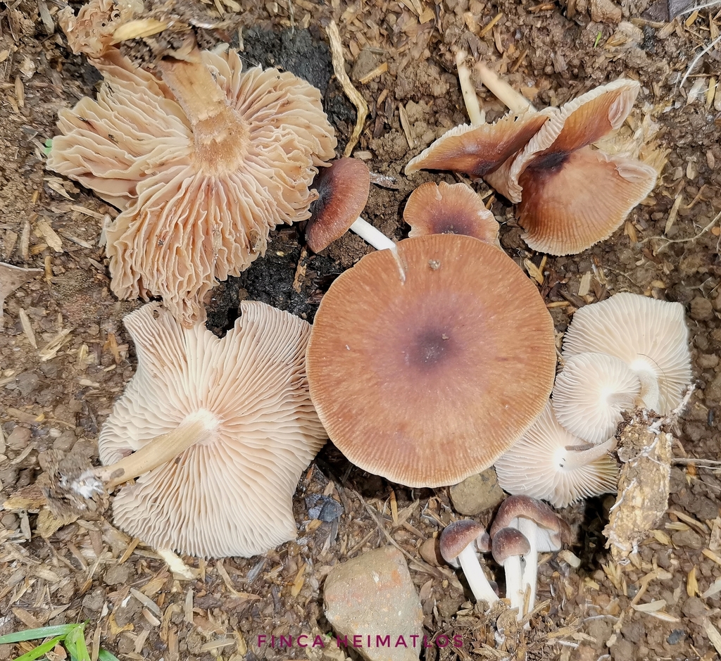 Collybiopsis gibbosa · December 2020 · photo: © heimatlos (iNaturalist, cc0)