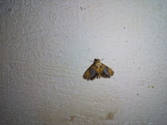 Nymphicula