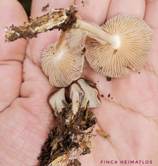 Collybiopsis gibbosa