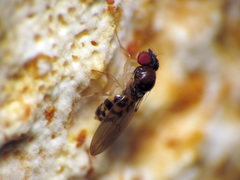 Mycodrosophila