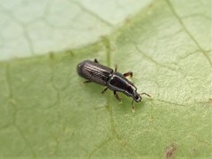 Zenoteratus