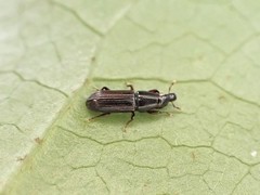 Zenoteratus