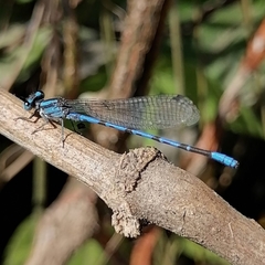 Argia carlcooki