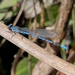 Argia carlcooki