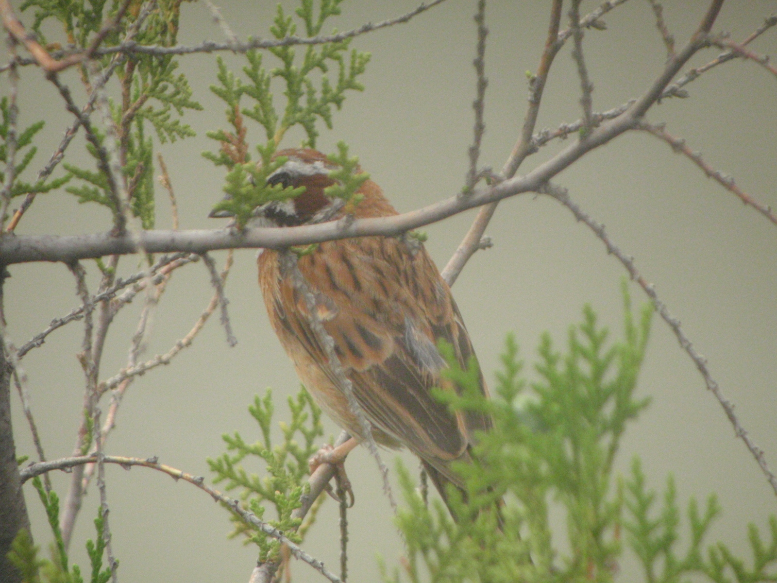 Meadow Bunting