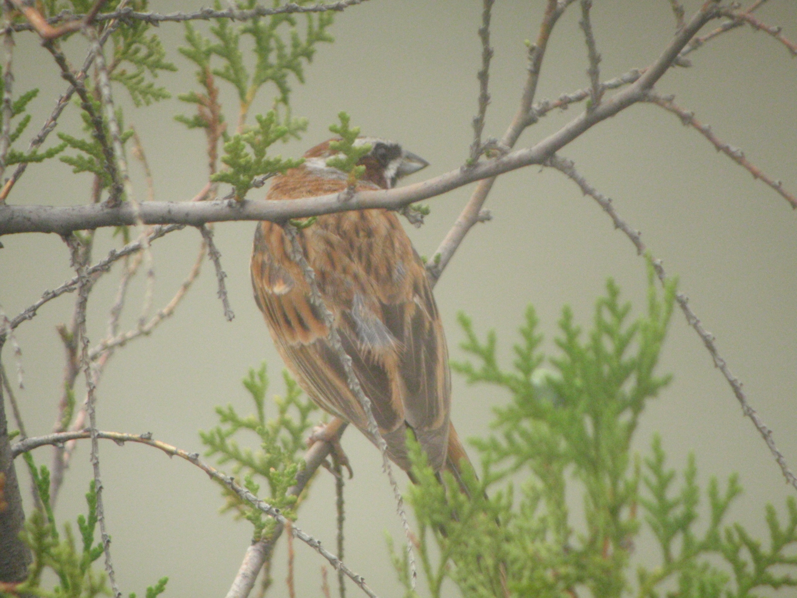 Meadow Bunting