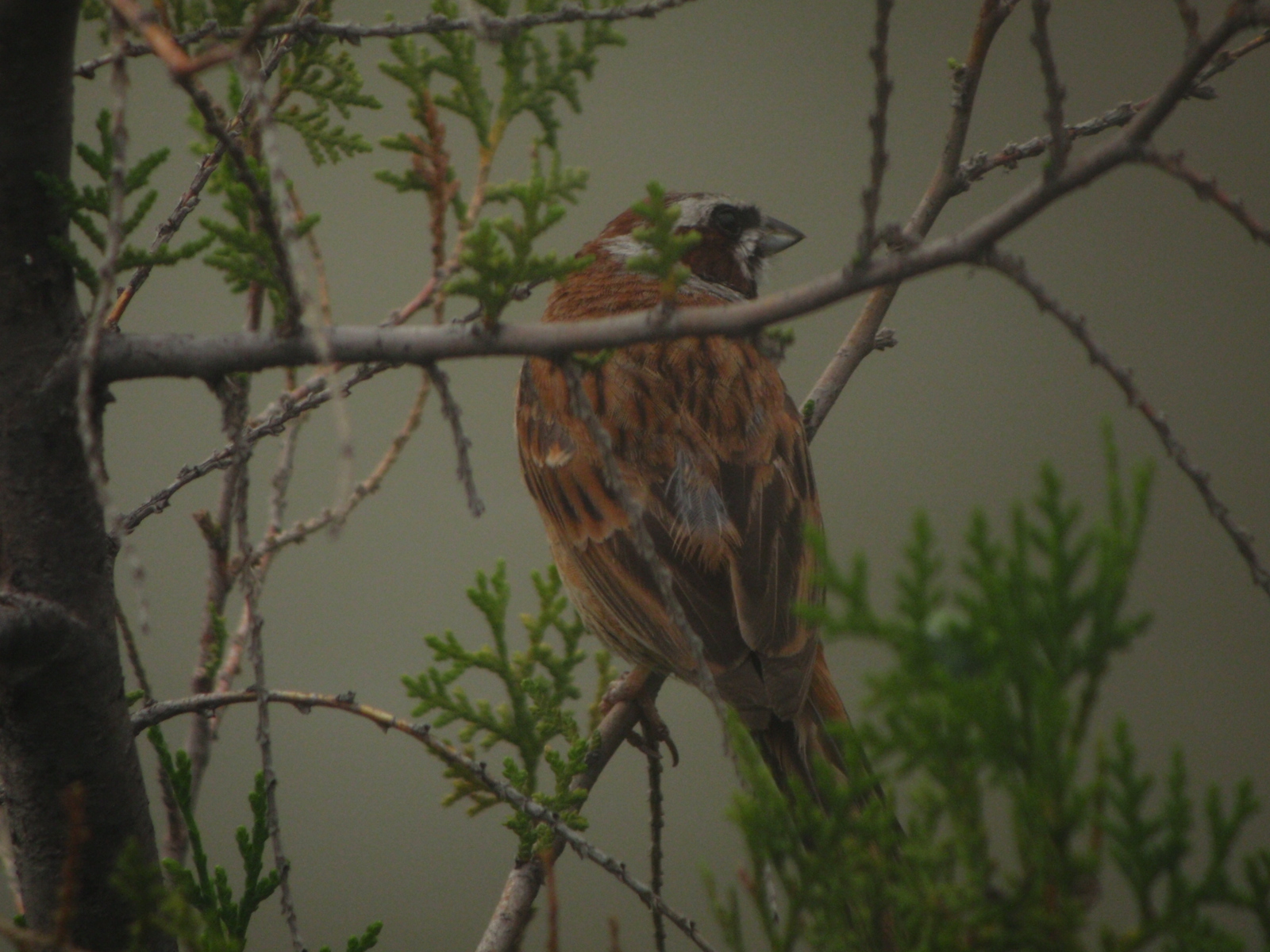 Meadow Bunting