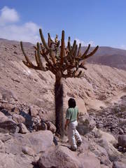 Browningia candelaris