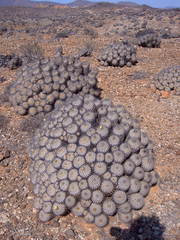 Copiapoa dealbata