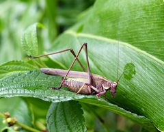 Enthephippion olivaceum